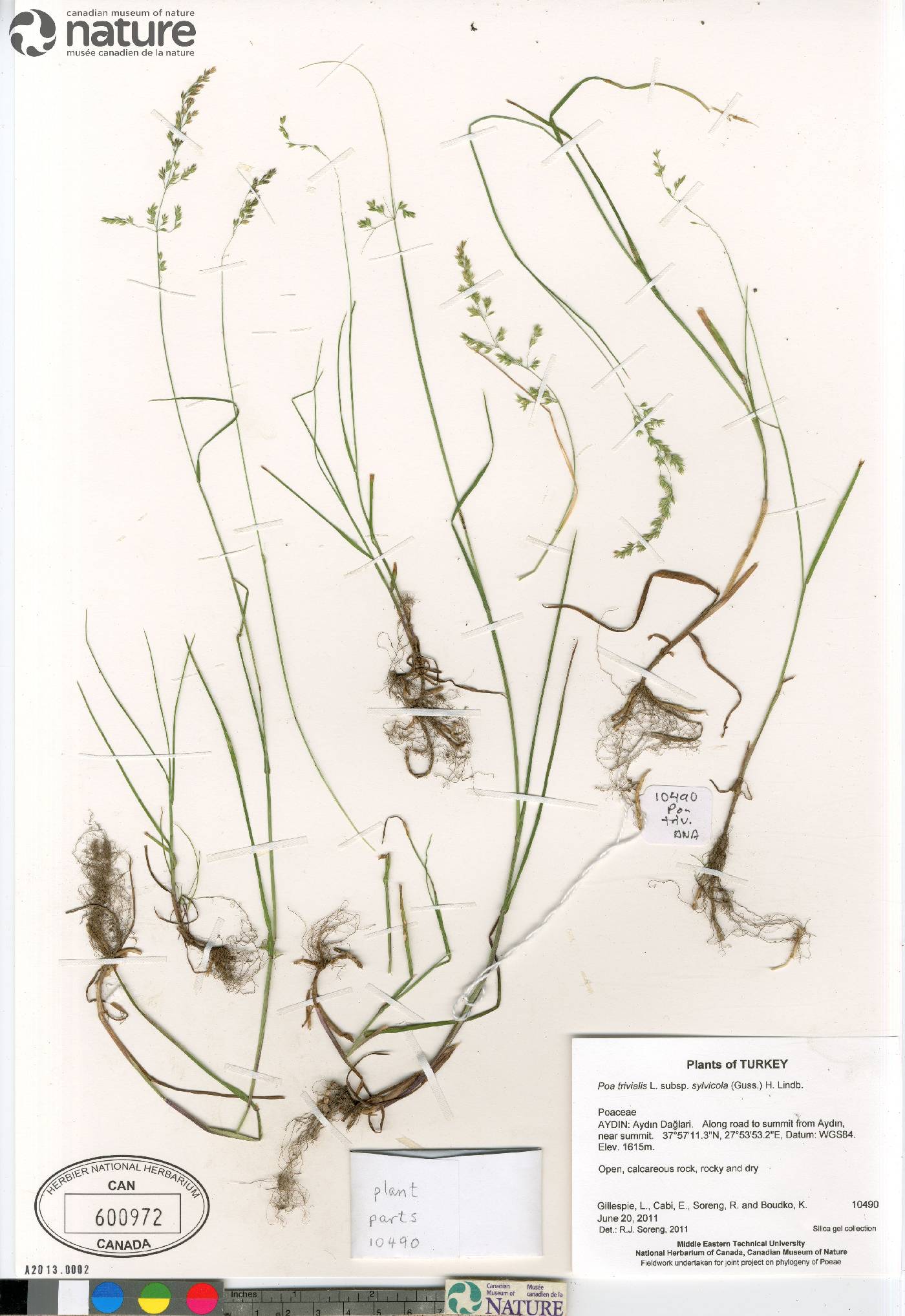 Poa trivialis subsp. sylvicola image