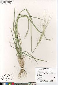 Triticum boeoticum image