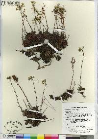 Saxifraga tricuspidata image