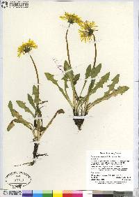 Taraxacum lapponicum image