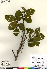 Alchornea alnifolia image