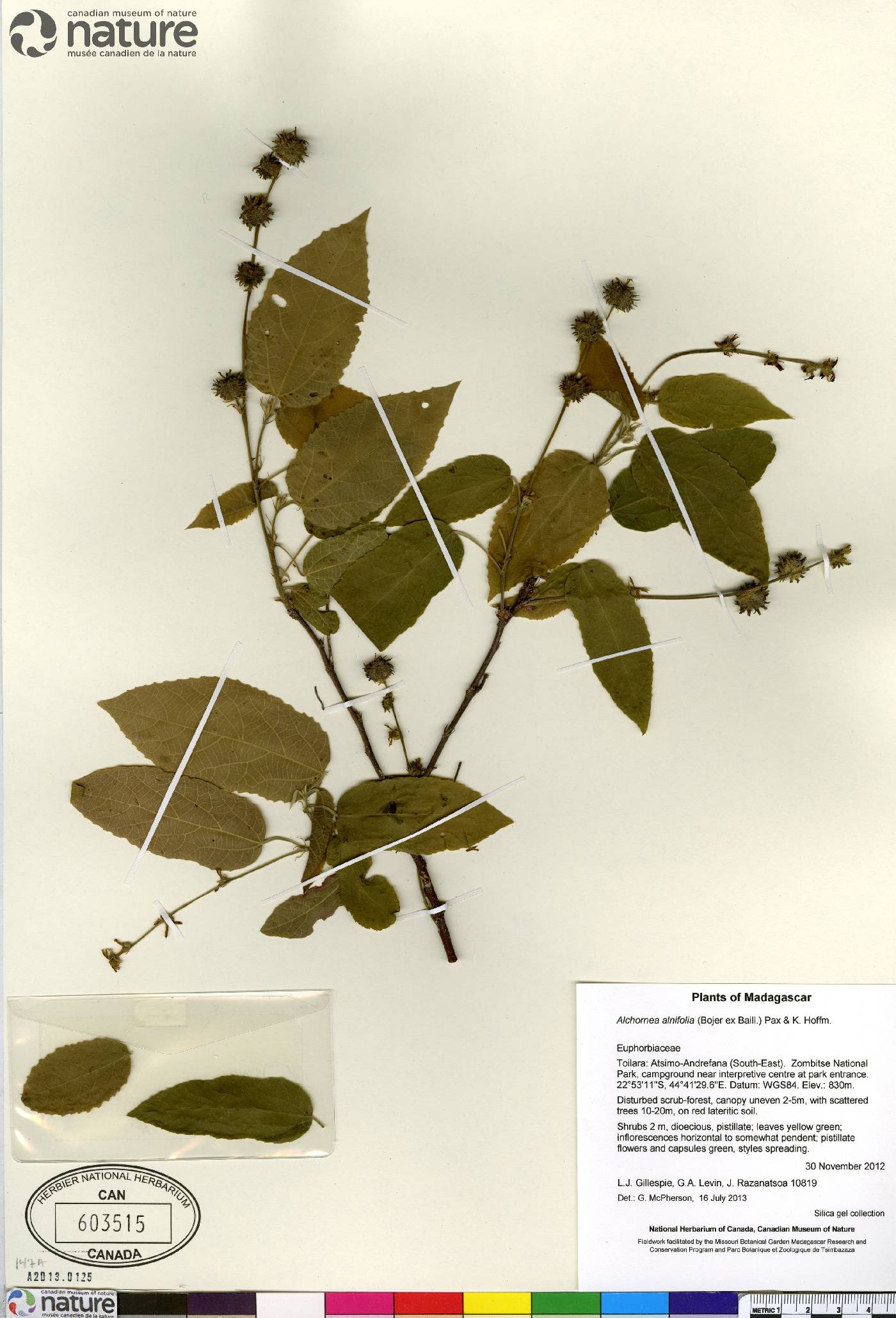 Alchornea alnifolia image