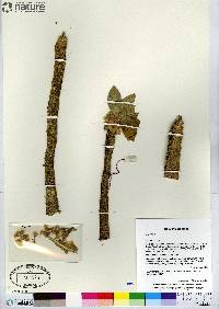 Euphorbia ankarensis image