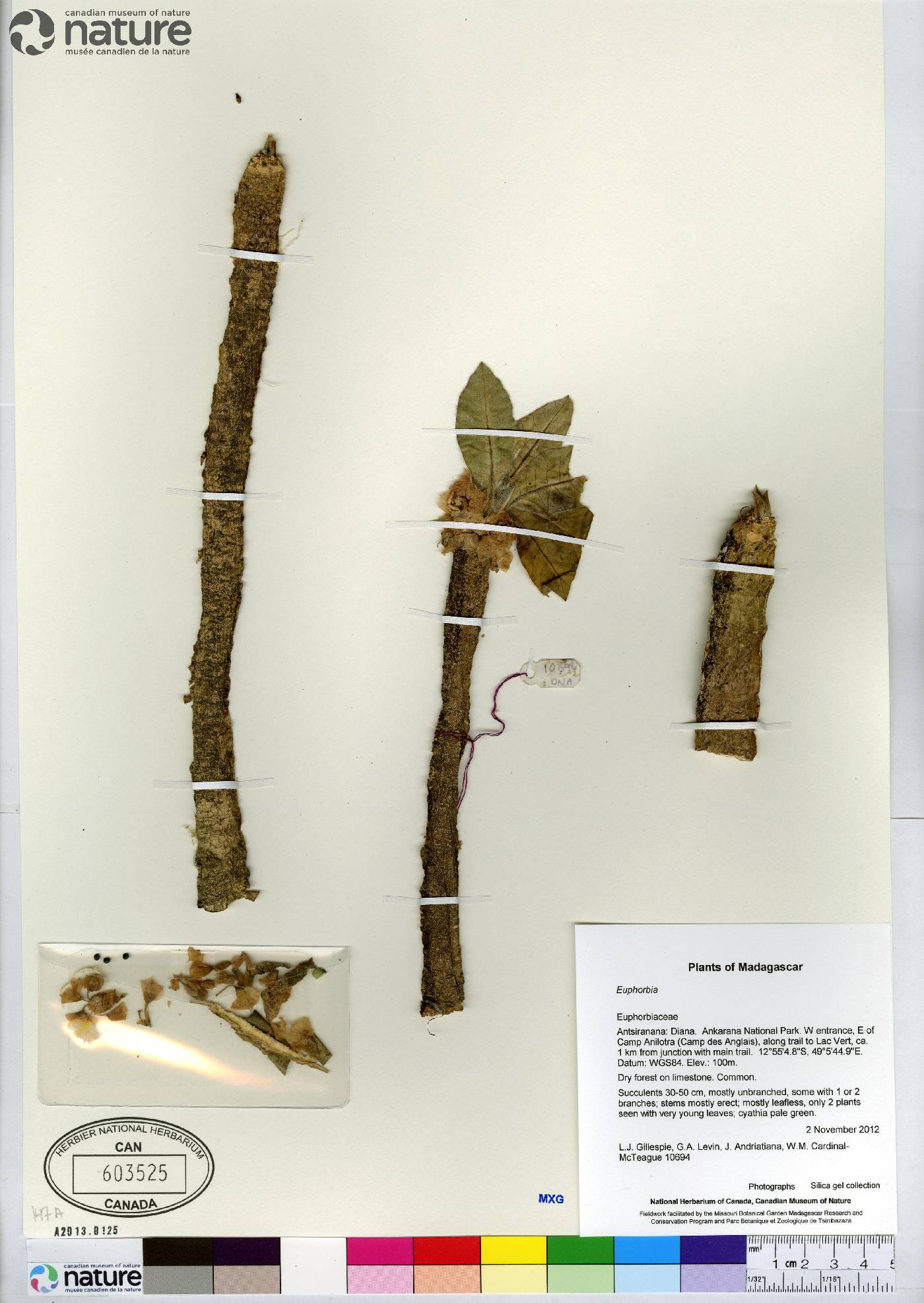 Euphorbia ankarensis image