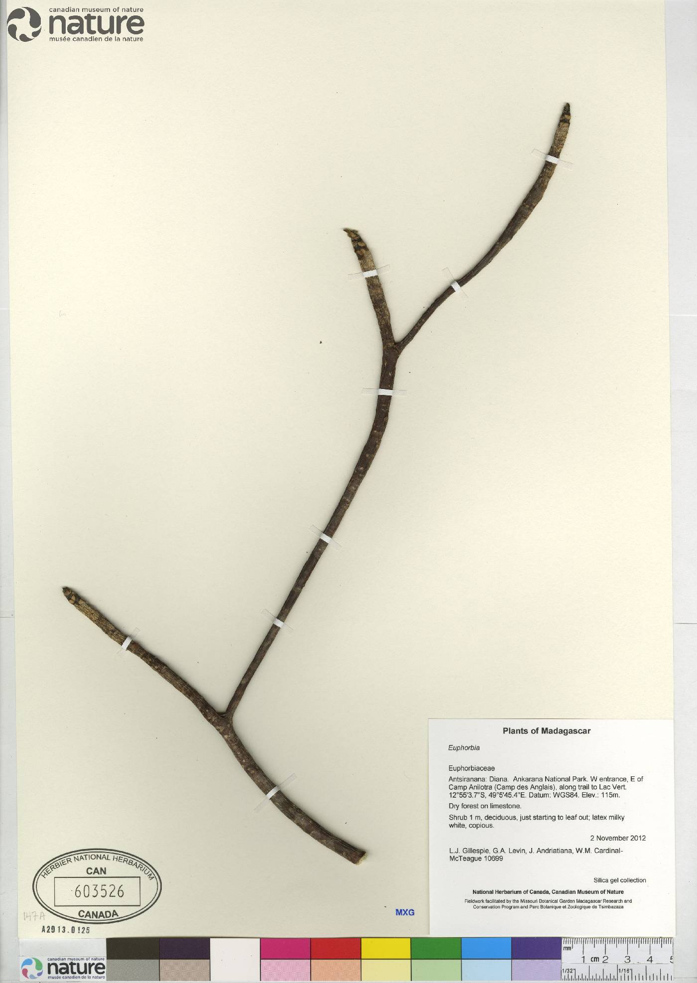 Euphorbia ankaranae image