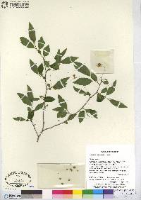 Meineckia pubiflora image