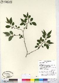 Meineckia pubiflora image