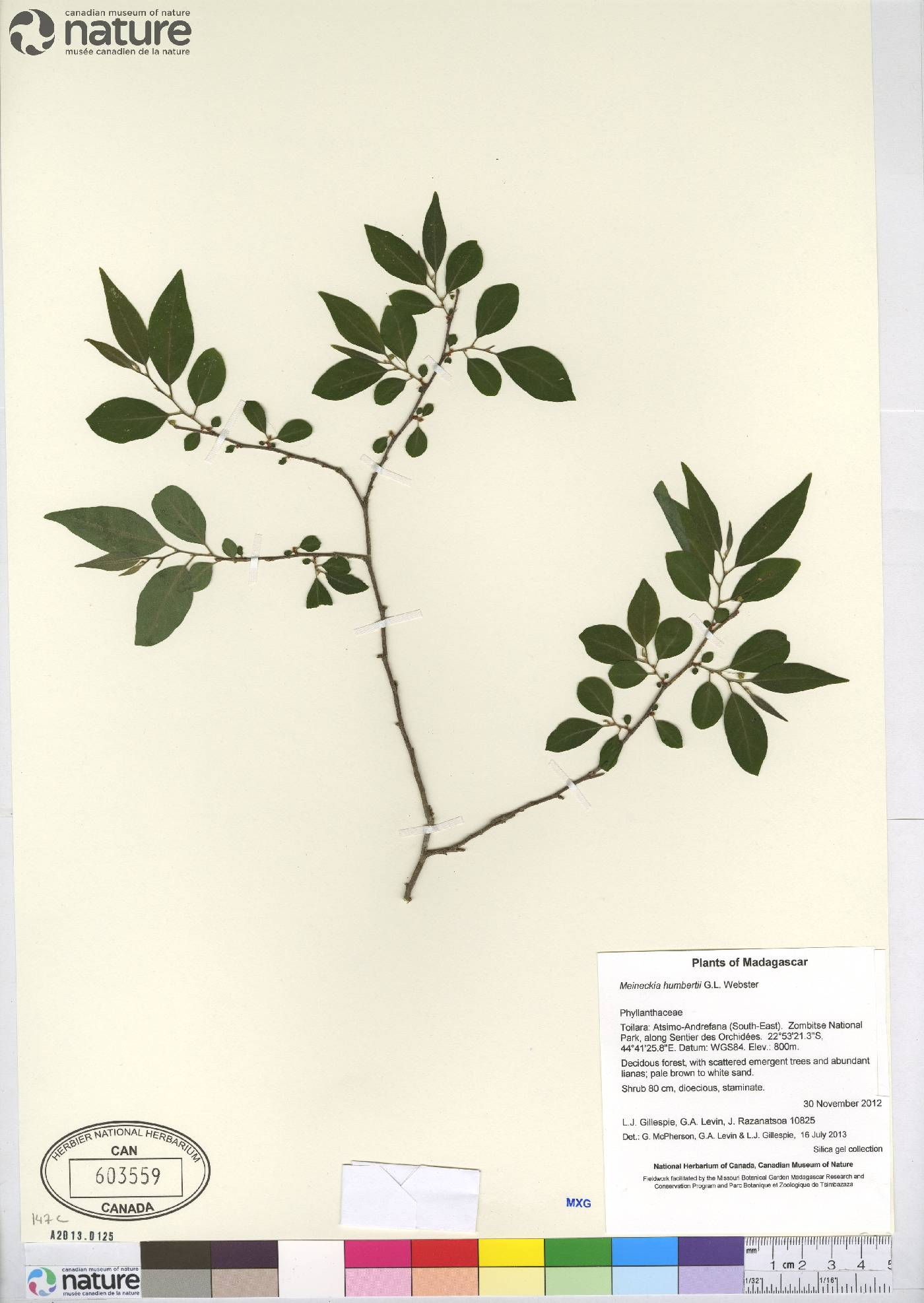 Meineckia pubiflora image