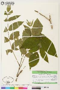 Juglans cinerea image