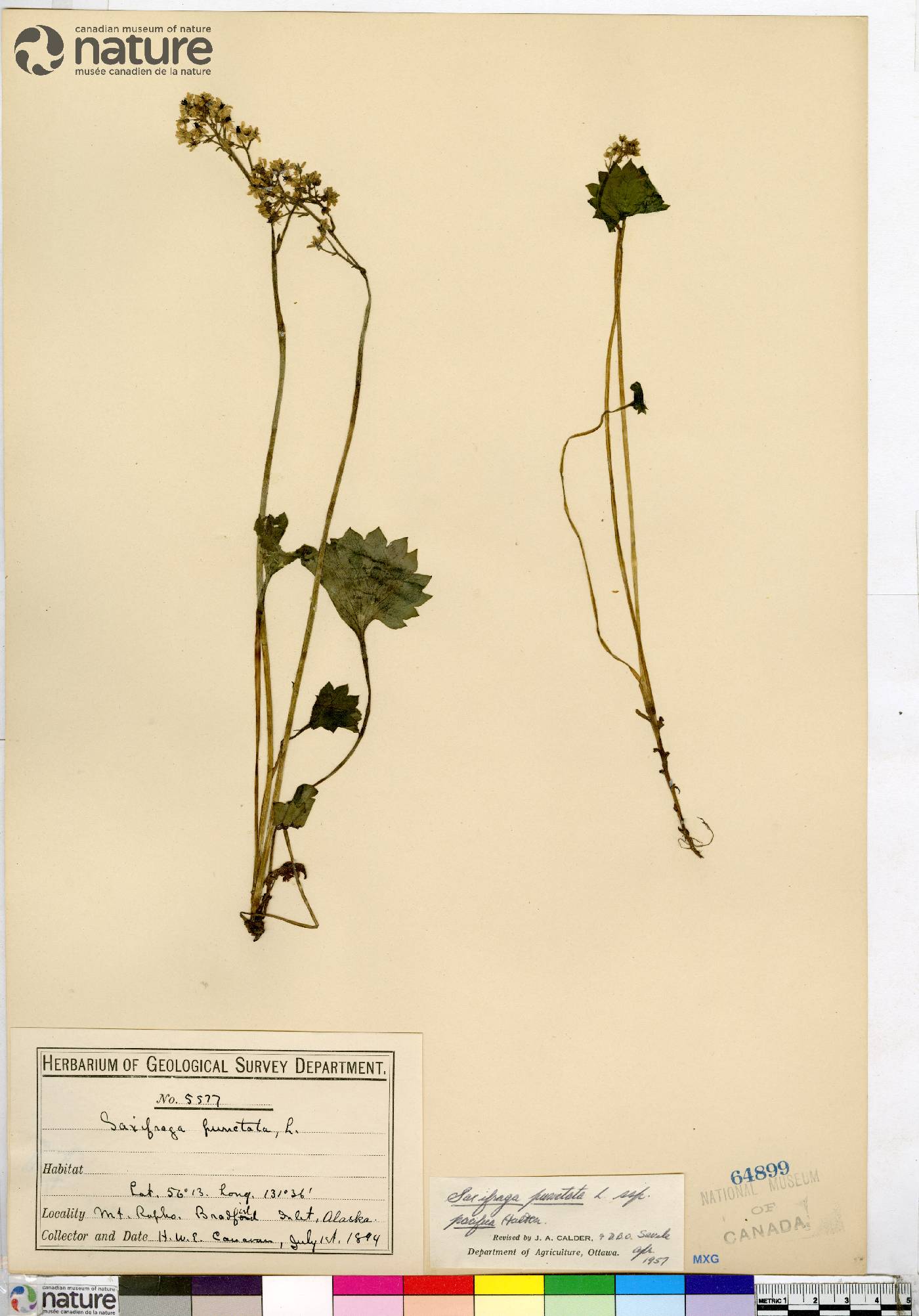 Micranthes nelsoniana var. pacifica image