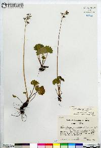 Micranthes nelsoniana image