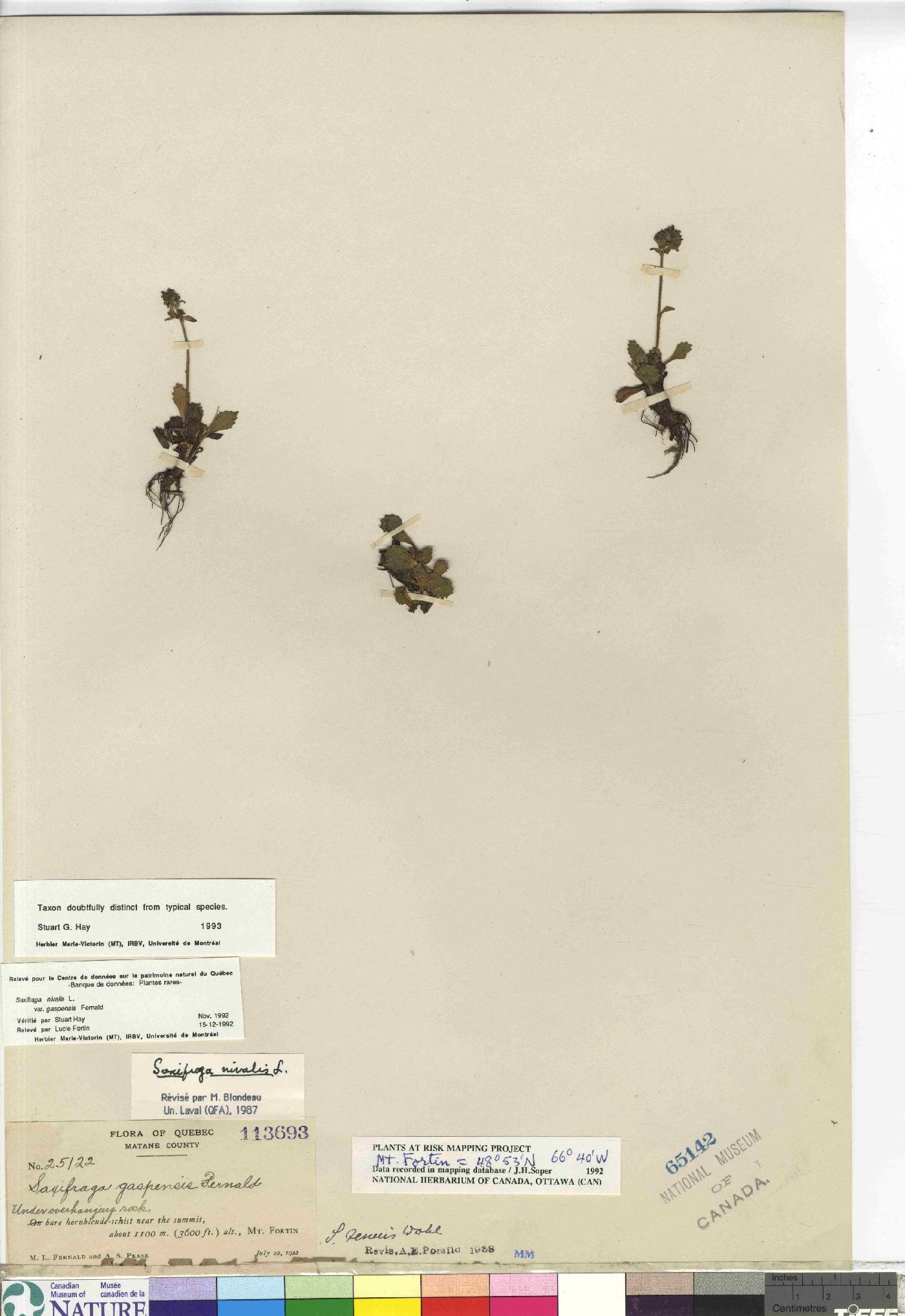 Saxifraga nivalis var. gaspensis image