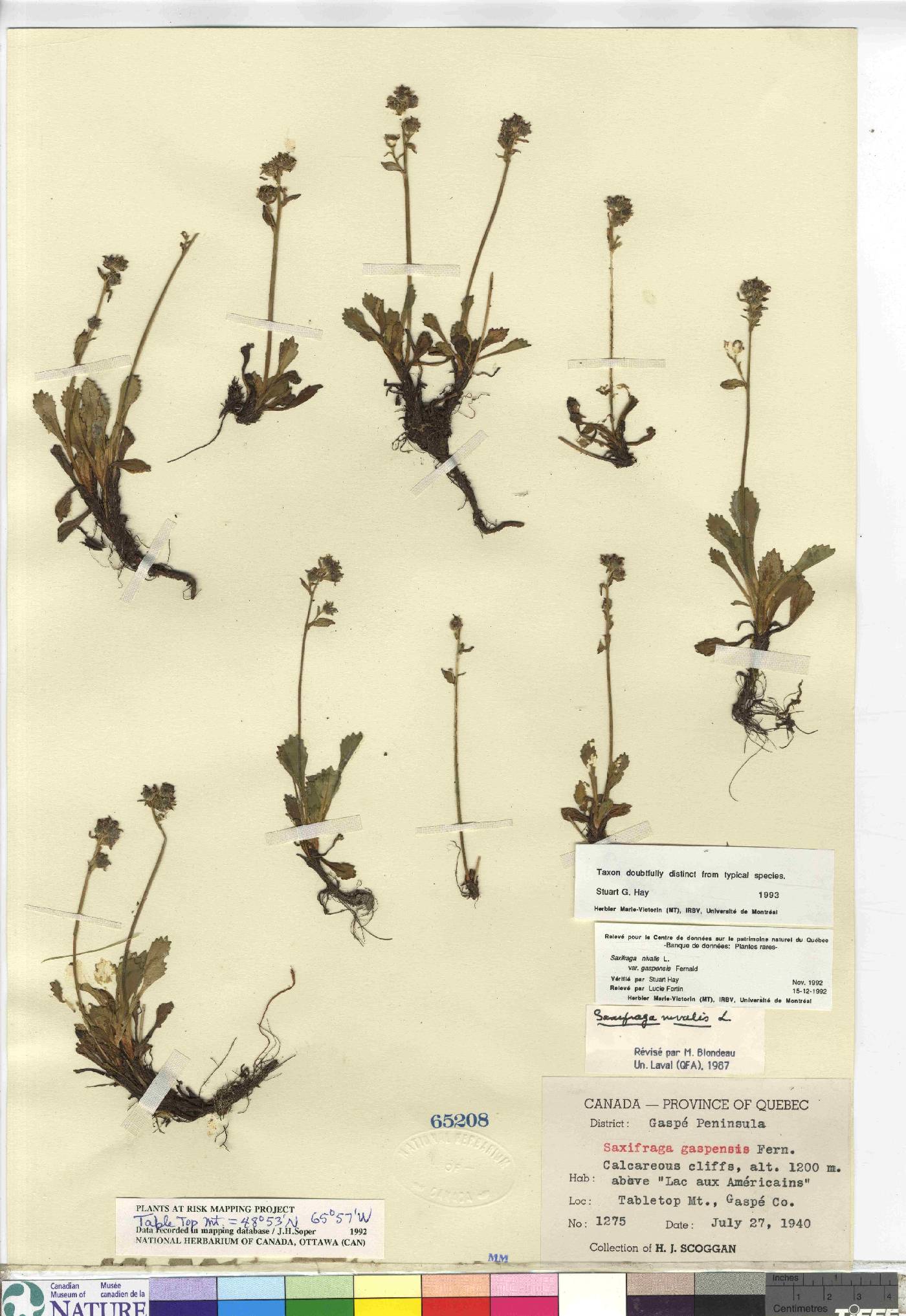 Saxifraga nivalis var. gaspensis image