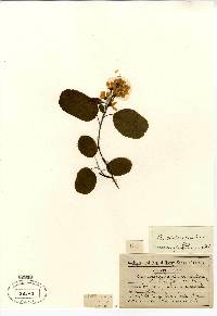 Amelanchier stolonifera image