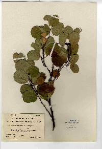 Amelanchier stolonifera image