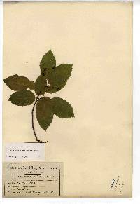 Amelanchier stolonifera image