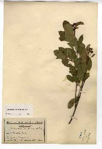 Amelanchier stolonifera image