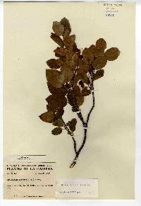 Amelanchier stolonifera image