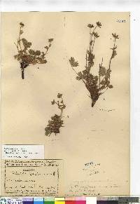 Potentilla emarginata image