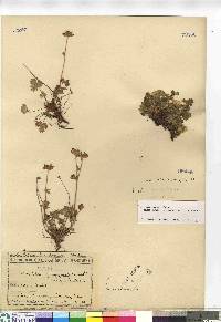 Potentilla emarginata image