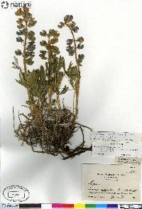 Lupinus arcticus image