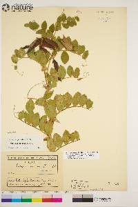 Lathyrus japonicus var. glaber image