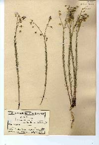 Linum lewisii image