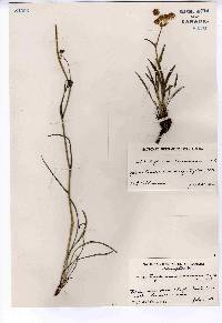 Bupleurum americanum image