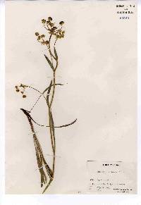 Bupleurum americanum image