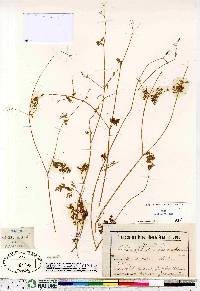 Chaerophyllum procumbens image