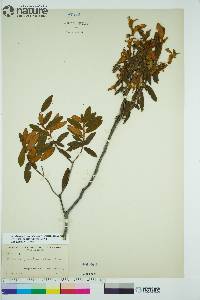 Rhododendron groenlandicum image