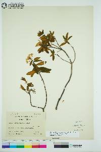 Rhododendron groenlandicum image