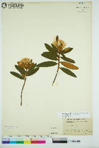 Rhododendron groenlandicum image