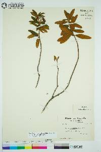 Rhododendron groenlandicum image