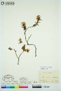 Rhododendron tomentosum image