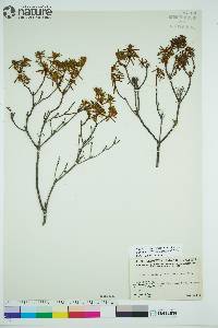 Rhododendron tomentosum image