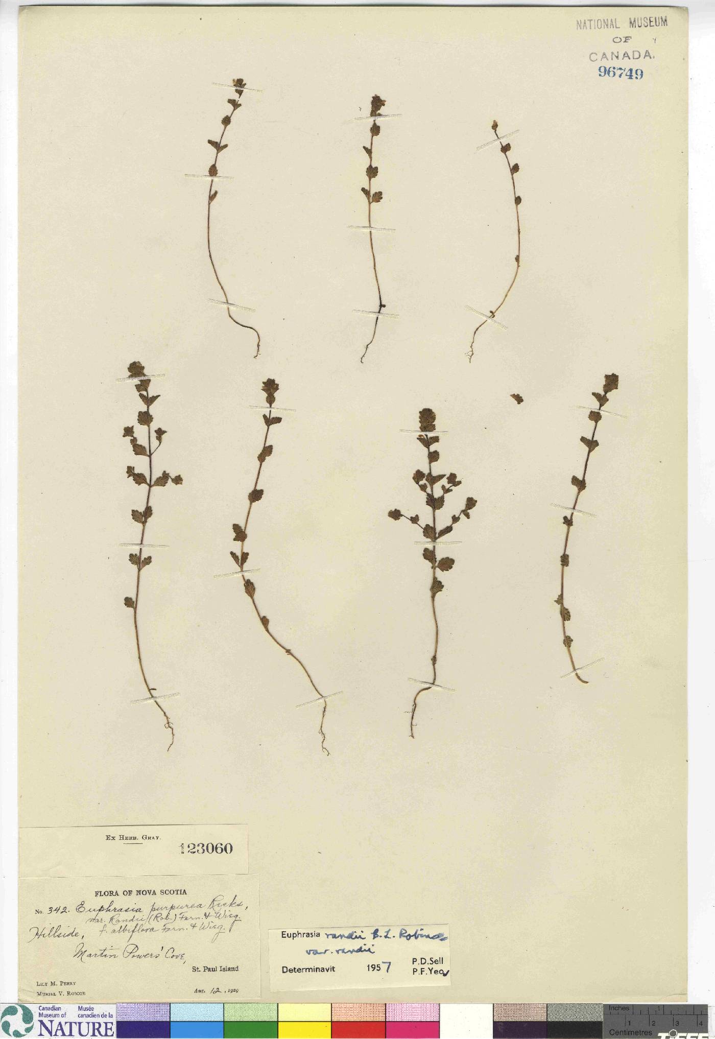 Euphrasia randii var. randii image