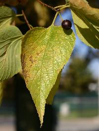 Image of Celtis occidentalis