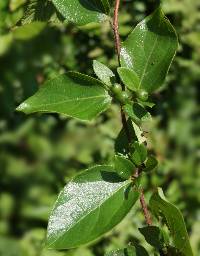 Lonicera japonica image