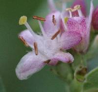 Symphoricarpos occidentalis image