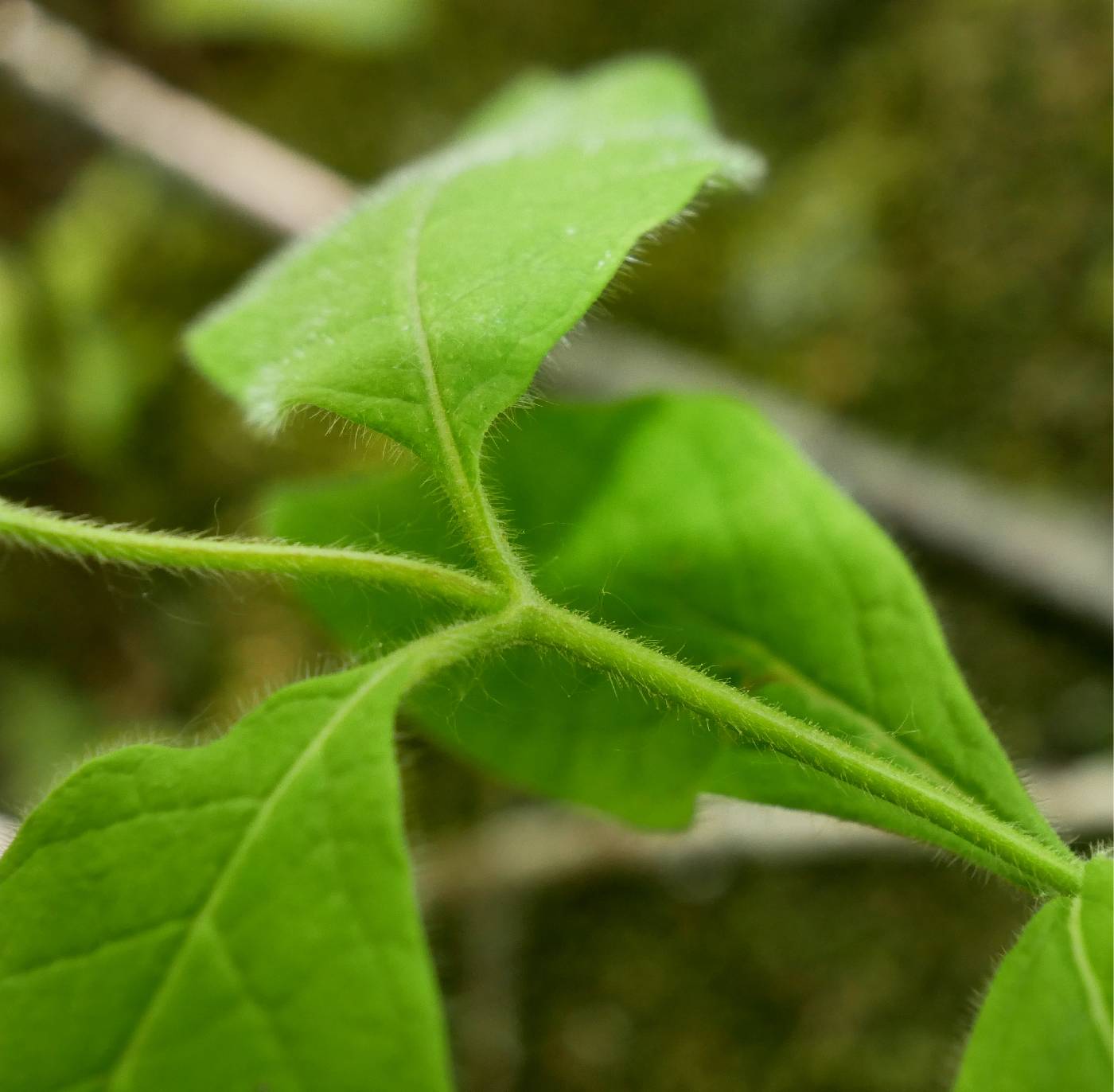 Lonicera hirsuta image