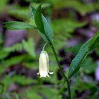 Image of Uvularia puberula