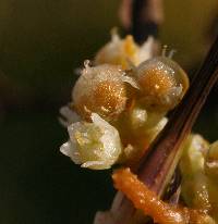 Cuscuta gronovii image