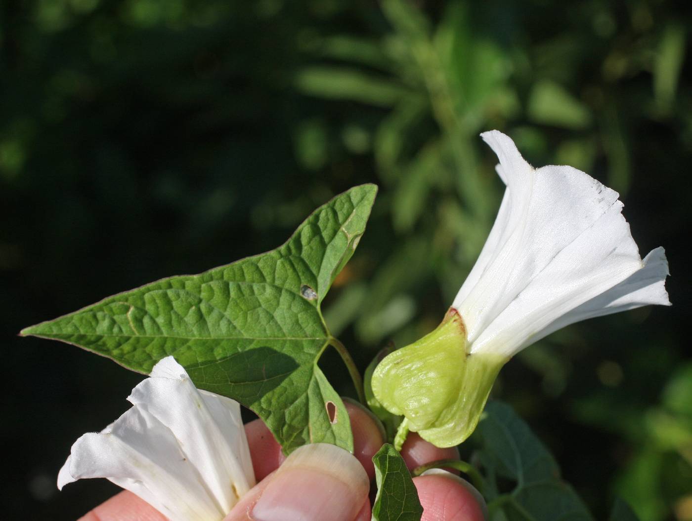 Calystegia silvatica image