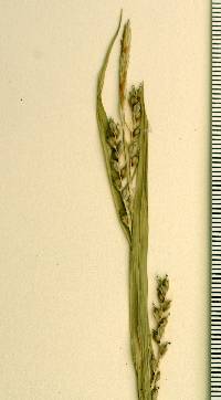 Image of Carex laxiflora