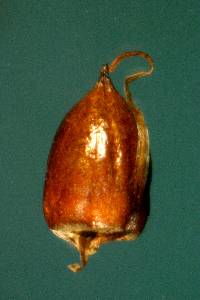 Cladium mariscoides image