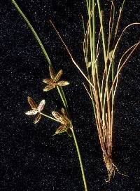 Image of Cyperus bipartitus