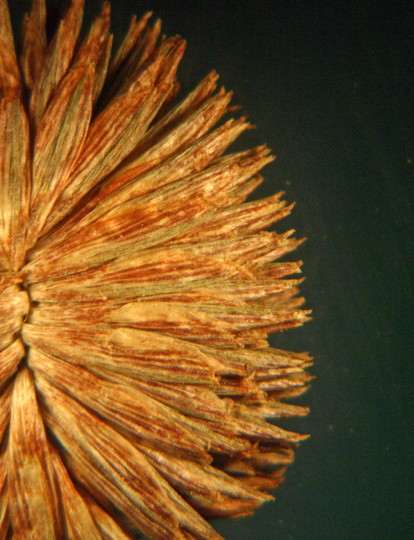 Cyperus echinatus image