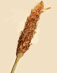 Eleocharis erythropoda image