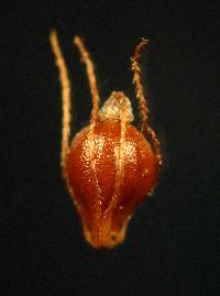 Eleocharis ovata image